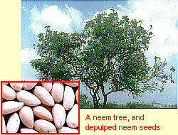 Neem tree and depulped seeds