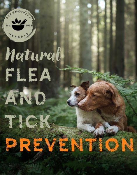 Billy No Mates! - All You Need To Know about our Natural Flea and Tick Deterrent