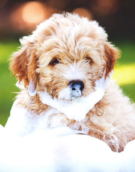 Bathing dogs and other animals
