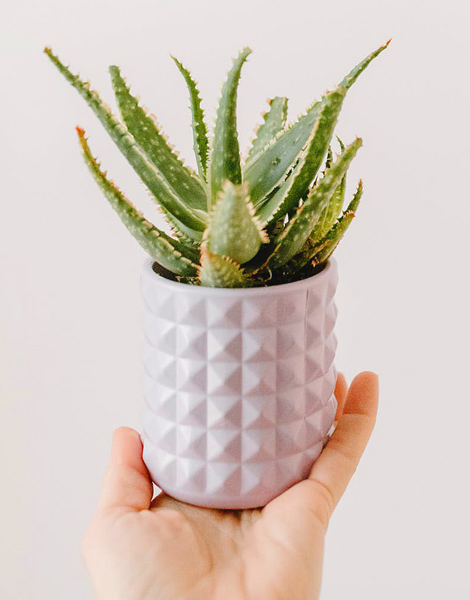 Do you know how to care for your houseplant?