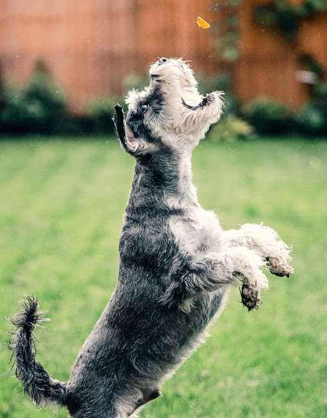 Functional dog treats